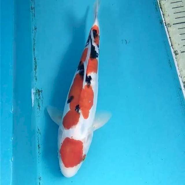 Doitsu Sanke 27cm