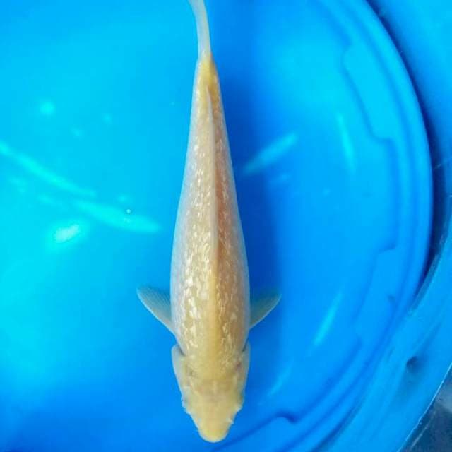 Karasi 28 cm
