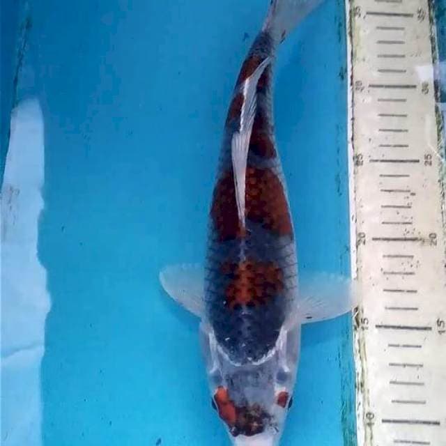 Budo Goshiki 30cm