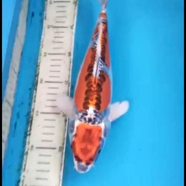 Kikokuryu 30cm