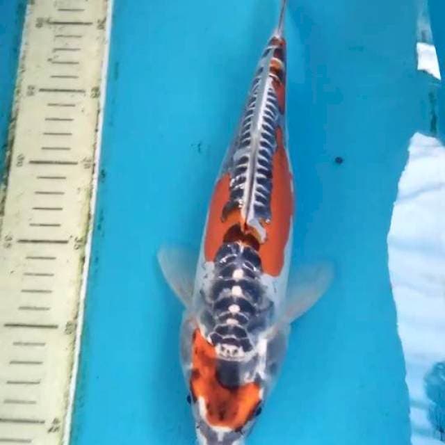 Kikokuryu 30cm