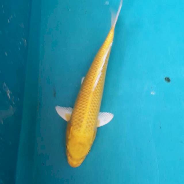 Ogon kuning inzumi