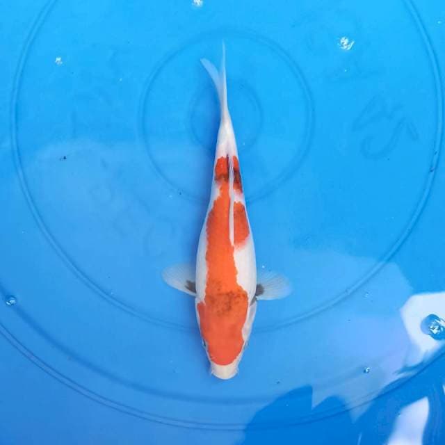 KOINS_SANKE_21cm