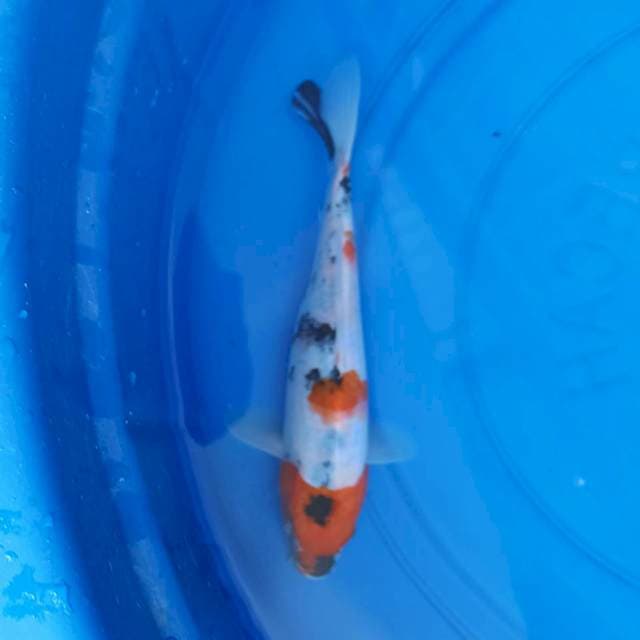 KOINS_SHOWA_24CM