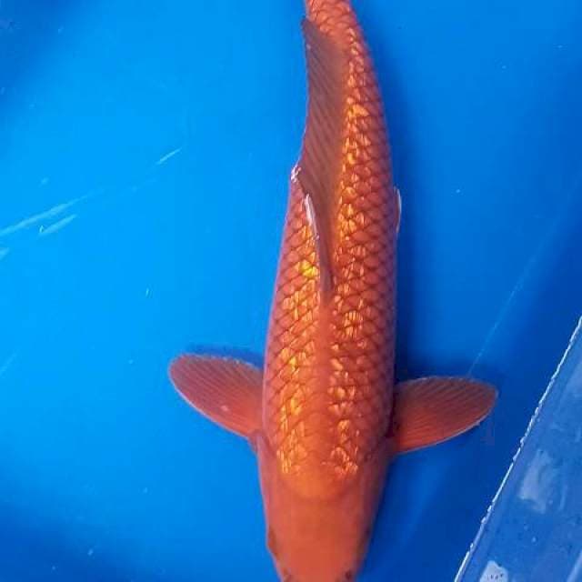 Cagoi ginrin super  30bu/29cm