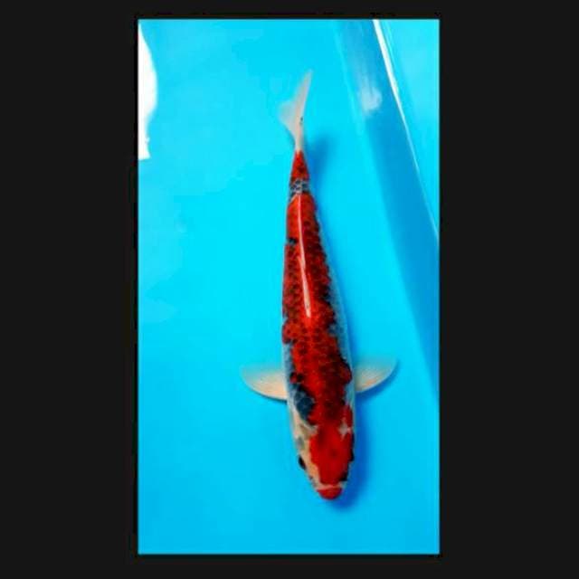 Goshiki 27cm male