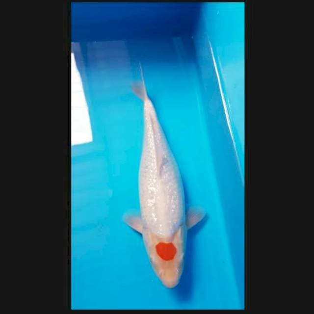 Tanco Ginrin 27cm male