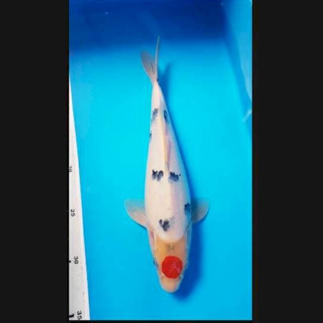 Tanco sanke 28cm male