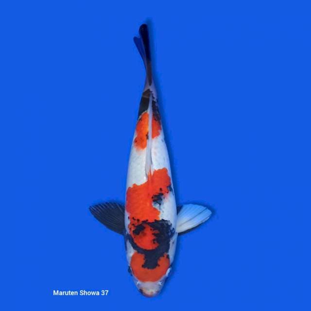Maruten Showa