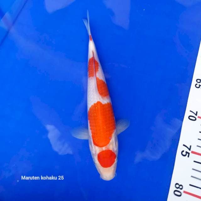 Maruten kohaku