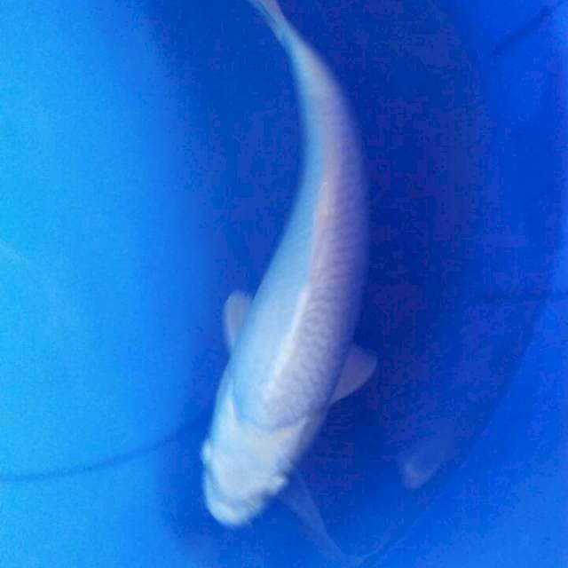 Platinum 34cm