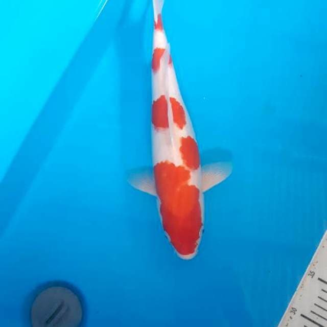 Kohaku f1 dainichi