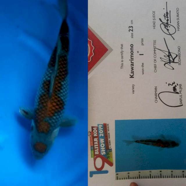Ociba juara satu size sekarang 44 cm show 