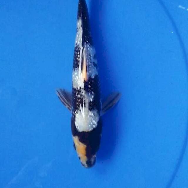 Shiro gindrin 21cm