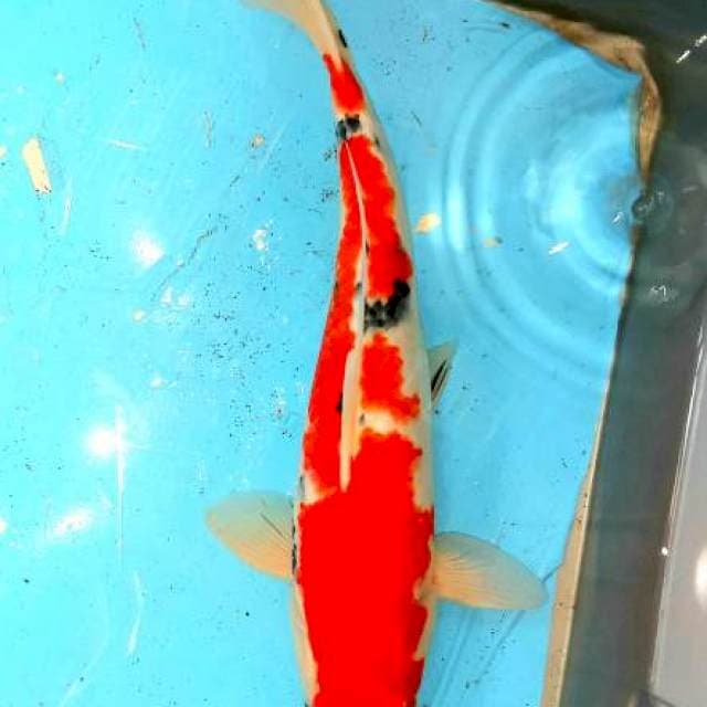 Sanke Merah Stroong... bodi siip. 38