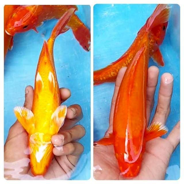 Aka hajiro Hikari 24cm
