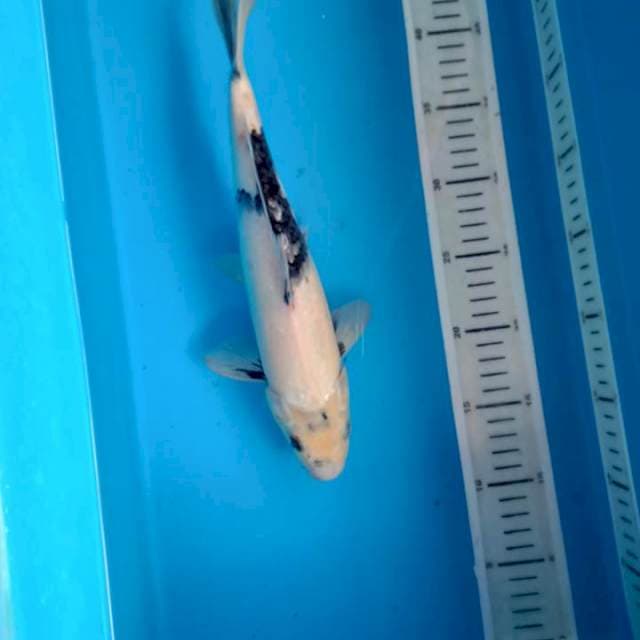 Shiro 30cm male