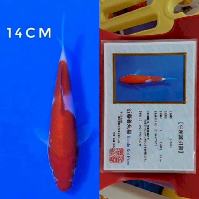 Kondo kohaku 14cm sertifikat