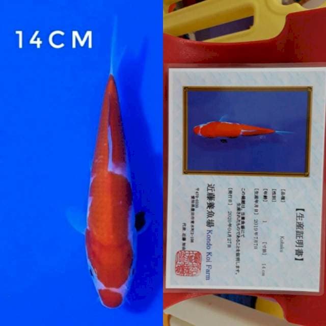 Kondo kohaku 14cm sertifikat