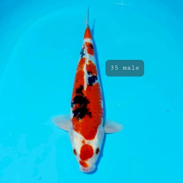 Sanke 35cm male
