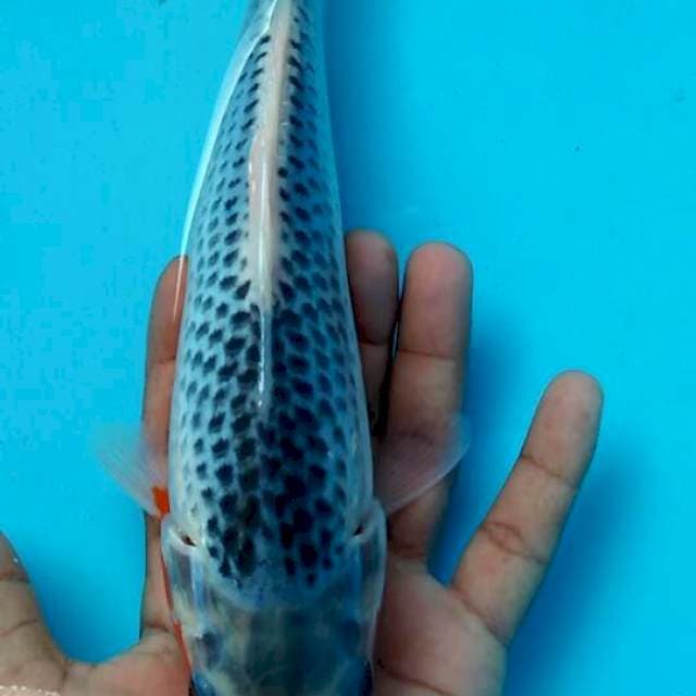 Asagi 23cm