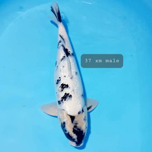 Shiro 37cm male