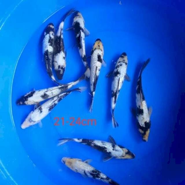 Paket shiro gindrin 21:23cm