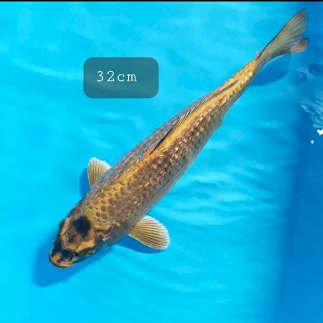 Mukasi 32cm