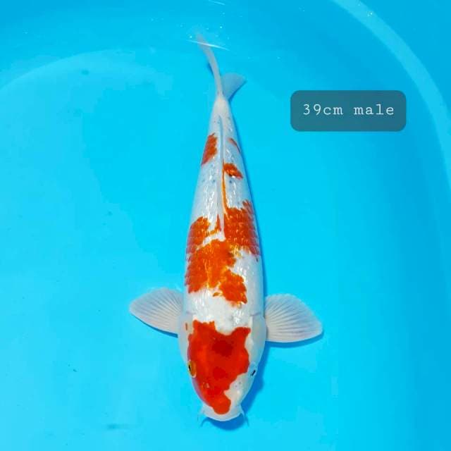Hikari gindrin 39 male