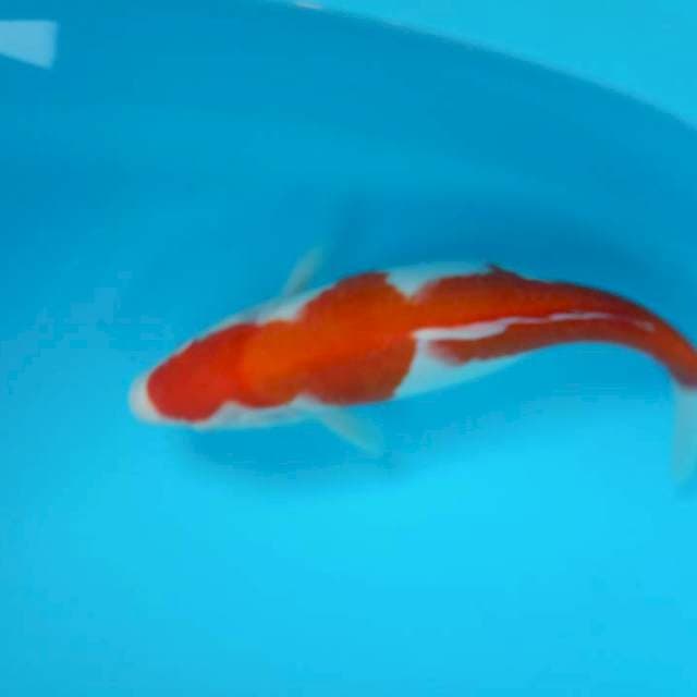 Kohaku