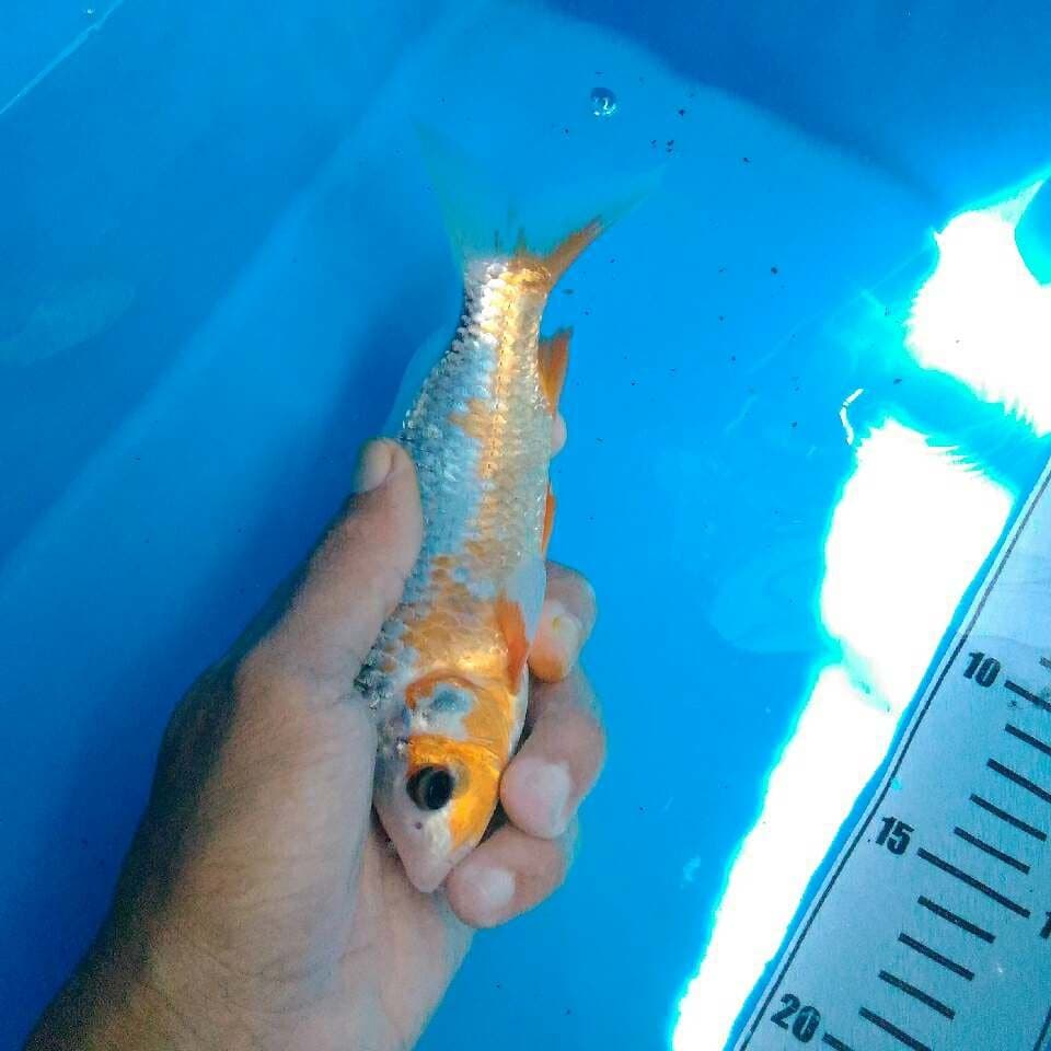 Asagi 18 cm