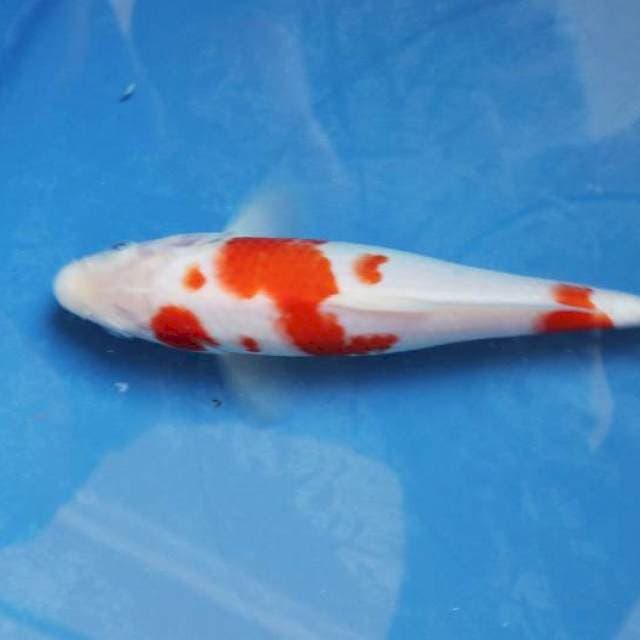 Kohaku