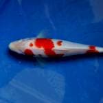 Kohaku 