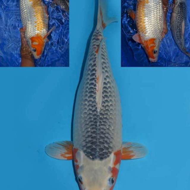 38cm , Asagi Body Jumbo