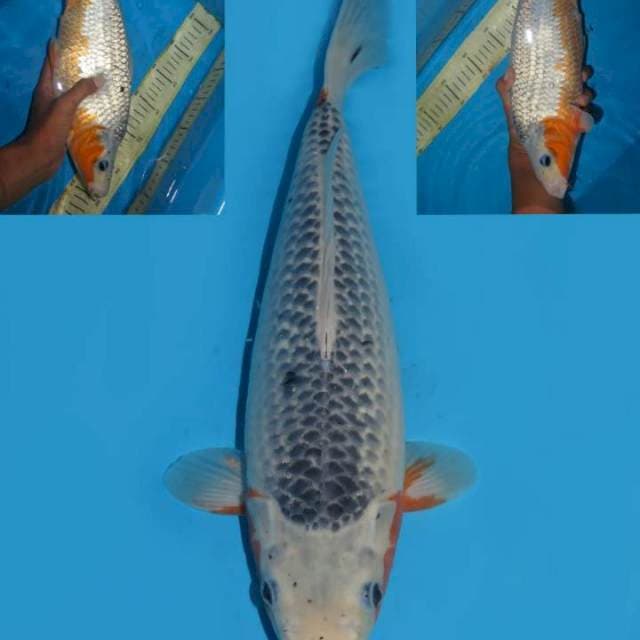 35cm , Asagi Bakat Jumbo