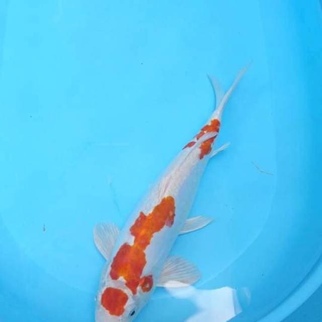 Kikusui jantan 36cm.