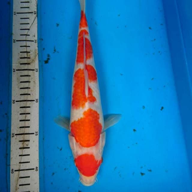 MARUTEN KOHAKU 31 cm