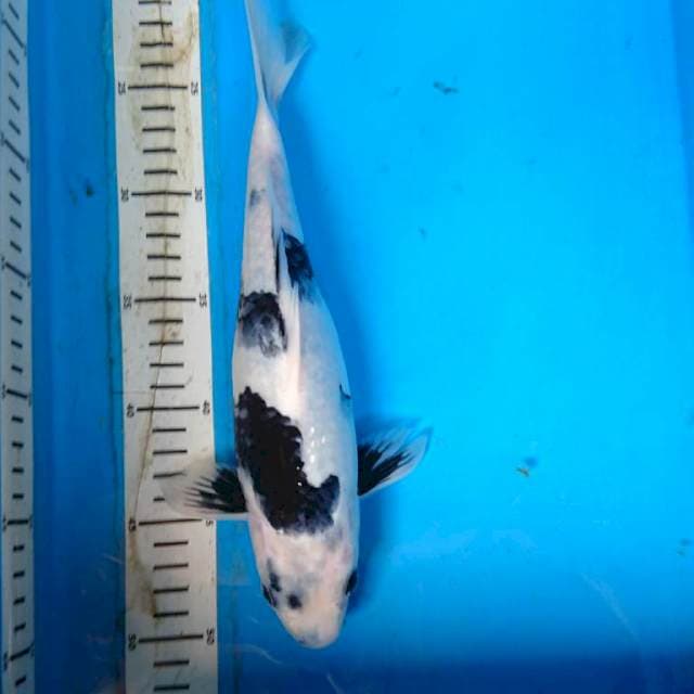 SHIRO 30 cm