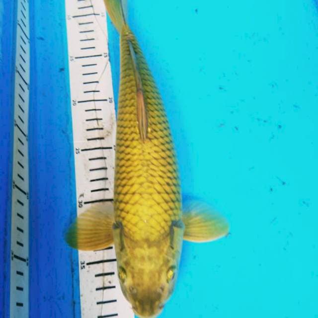 PENJINAK KOLAM 2 PUNUk 33 cm