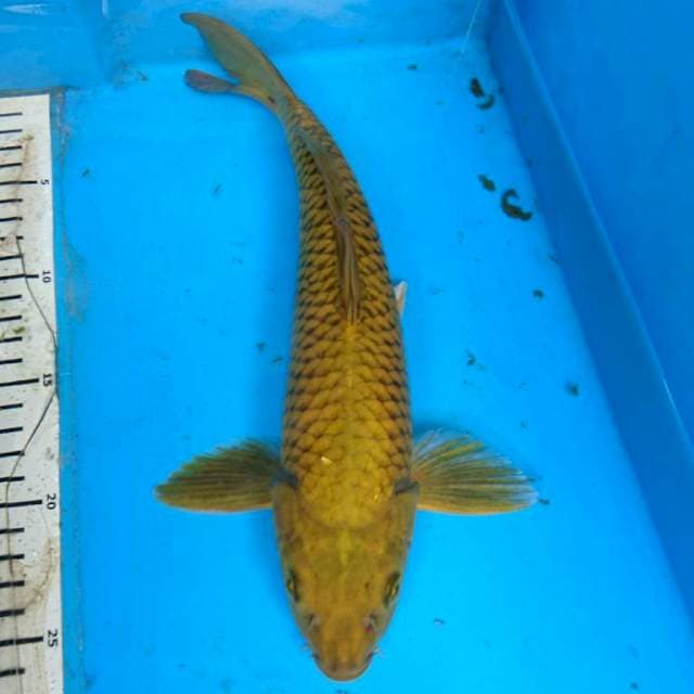 PENJINAK KOLAM 32 cm