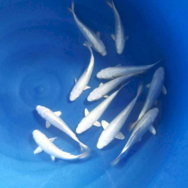 11 ekor Platinum Ginrin, 16-20 cm