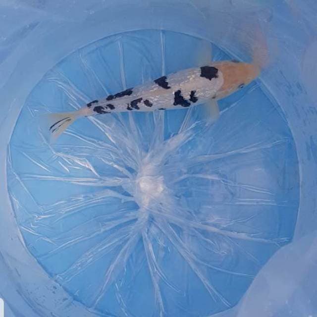 Bekko gin
