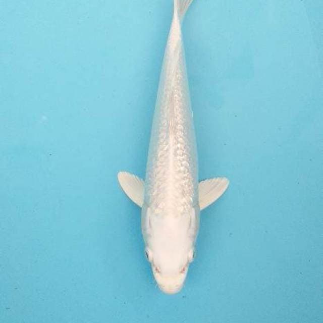 Platinum ginrin 28 cm