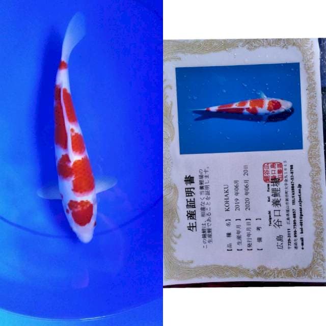 Kohaku taniguchi serti