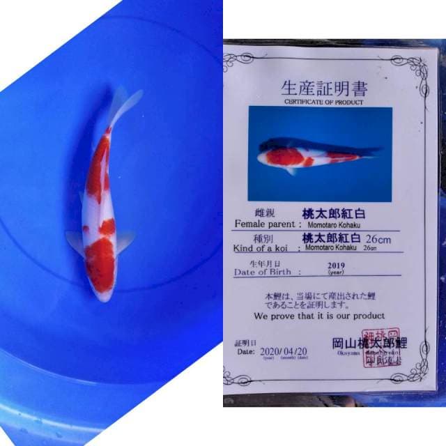 Kohaku momotaro serti