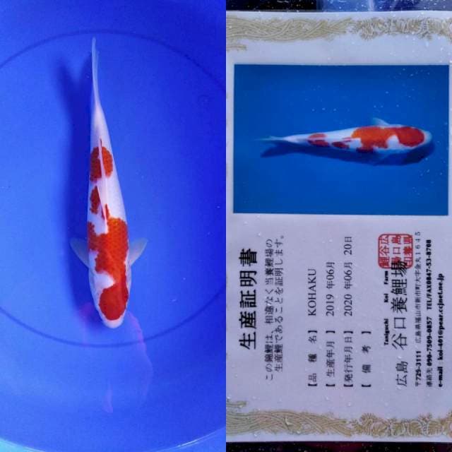 Kohaku Taniguchi serti