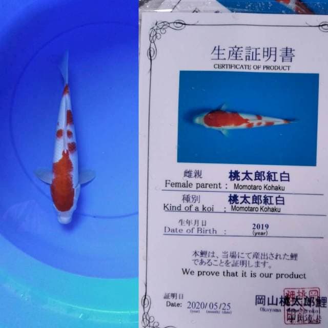 Kohaku momotaro serti