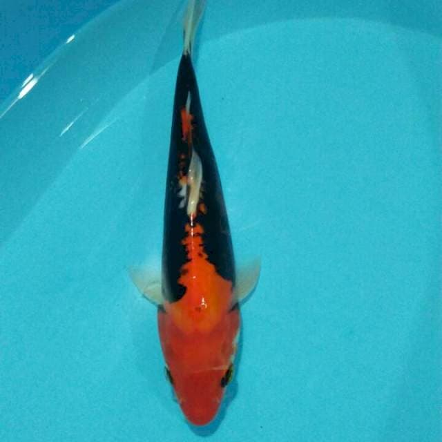 Benikumonryo 26cm