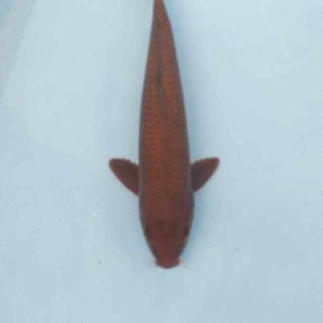 Chagoi 34 cm