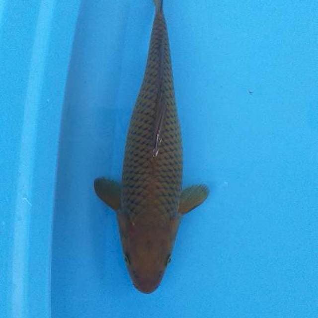 Midori hijau 34 cm